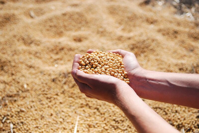 A hand scooping soybeans